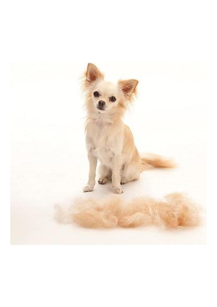 Kısa Saçlı Köpek Epilasyon Aracı, Orange-M (Yurt Dışından) fiyatları