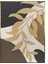 Botanik Şekiller Modern Poster P-003639 1
