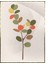 Çiçekler Meyveler Pastel Renkler Modern Poster P-001756 1