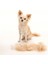 Kısa Saçlı Köpek Epilasyon Aracı, Orange-M (Yurt Dışından) 2