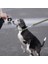 Köpek Tasması, Köpek Eğitimi Yeşil Tasma Tutamaç ile Yeşil Tasma (Yurt Dışından) 4