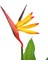 Cennet Kuşu 60 - 90 Cm 2