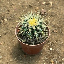 Berke Fidancılık Echinocactus Grusonii - Altın Fıçı Kaktüsü (8 Lik Saksıda)