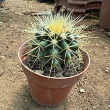 Berke Fidancılık Echinocactus Grusonii - Altın Fıçı Kaktüsü (8 Lik Saksıda)