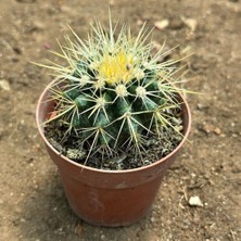 Berke Fidancılık Echinocactus Grusonii - Altın Fıçı Kaktüsü (8 Lik Saksıda)