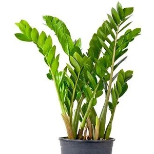 Zamia Çiçeği Zeze Çiçeği Zamia Bitkisi Zamioculcas Ev Bitkisi