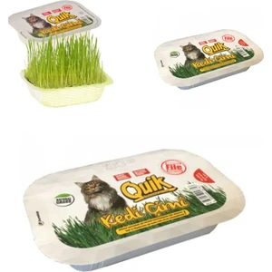 Fileli Doğal Kedi Çimi x 3 Adet