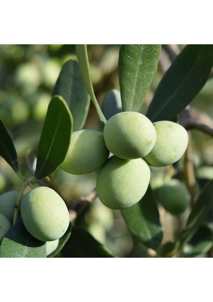 Kırmalık ve Yağlık Ayvalık Edremit Zeytin Fidanı