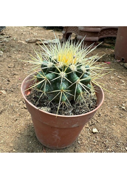 Berke Fidancılık Echinocactus Grusonii - Altın Fıçı Kaktüsü (8 Lik Saksıda)