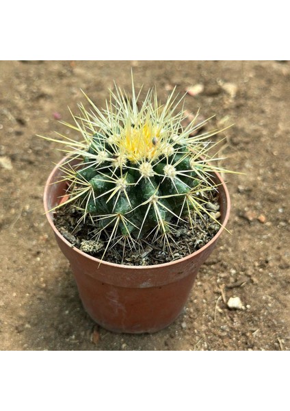 Berke Fidancılık Echinocactus Grusonii - Altın Fıçı Kaktüsü (8 Lik Saksıda)