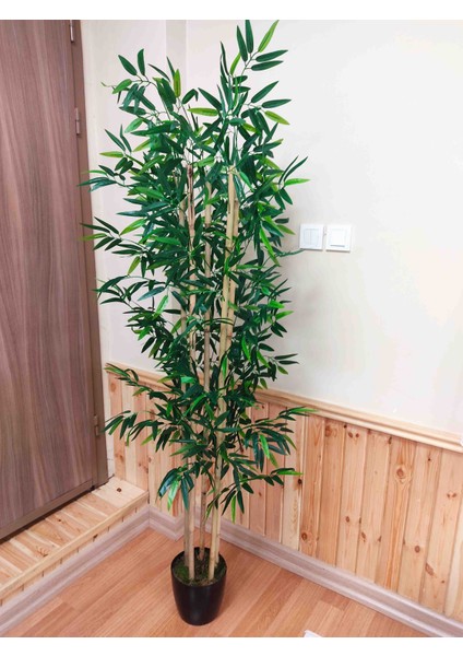 Lüks Bambu Ağacı 5 Gövdeli Yoğun Yapraklı Siyah Saksılı