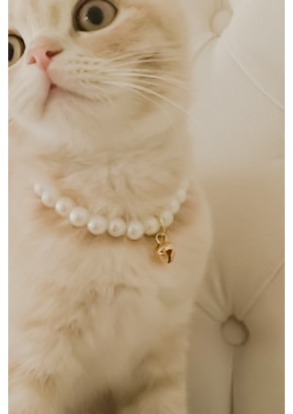 Inci Kedi Kolyesi Zilli Kedi Tasması