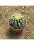 Berke Fidancılık Echinocactus Grusonii - Altın Fıçı Kaktüsü (8 Lik Saksıda) 2