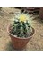 Berke Fidancılık Echinocactus Grusonii - Altın Fıçı Kaktüsü (8 Lik Saksıda) 3