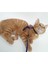 Ayarlanabilir Kedi Boyun ve Göğüs Tasması 4