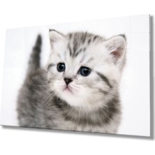 Eliza Home  Kedi Cam Tablo   Cat Table