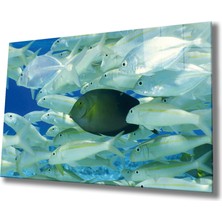Eliza Home  Balıklar Sualtı Cam Tablo Marine Life Fishes
