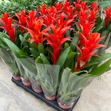 Fidan Sepetim Kırmızı Guzmanya Çiçeği