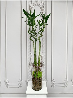 Belce Botanik Belcebotanik Lucky Bamboo- Şans Bambusu Adet 100 cm