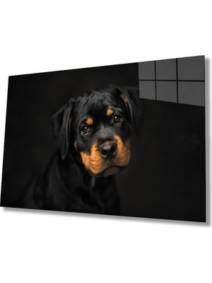 Eliza Home  Köpek Hayvan  Cam Tablo