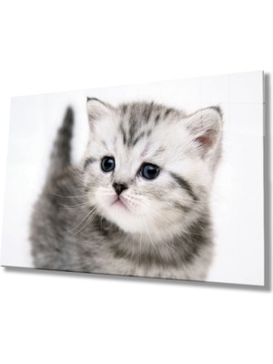 Eliza Home  Kedi Cam Tablo   Cat Table