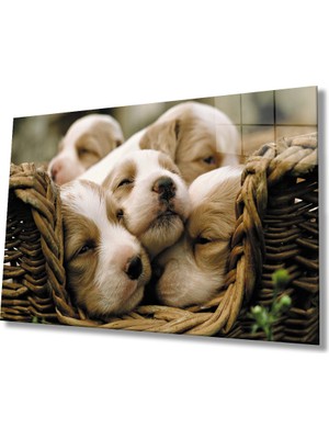 Eliza Home  Köpekler Cam Tablo