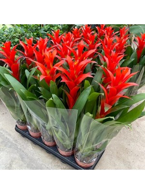 Fidan Sepetim Kırmızı Guzmanya Çiçeği