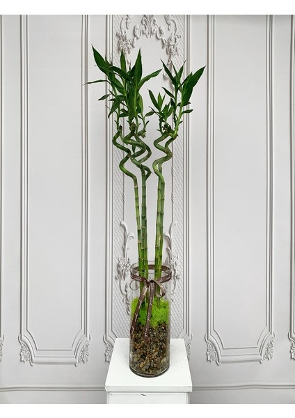 Belcebotanik Lucky Bamboo- Şans Bambusu Adet 100 cm