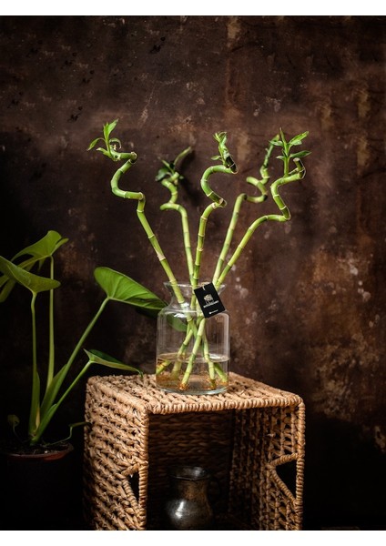 Belcebotanik Lucky Bamboo- Şans Bambusu Adet 100 cm
