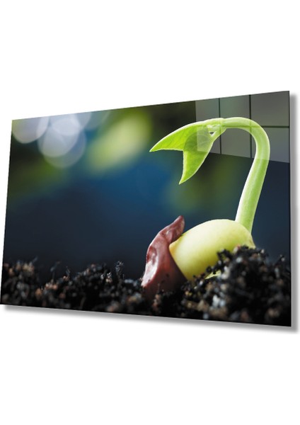 Eliza Home Filizlenmiş Yeşil Bitki Cam Tablo