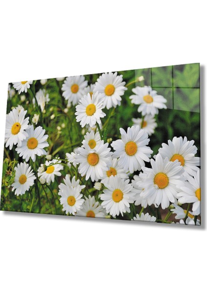 Eliza Home Papatya Çiçek Cam Tablo Daisy Flower