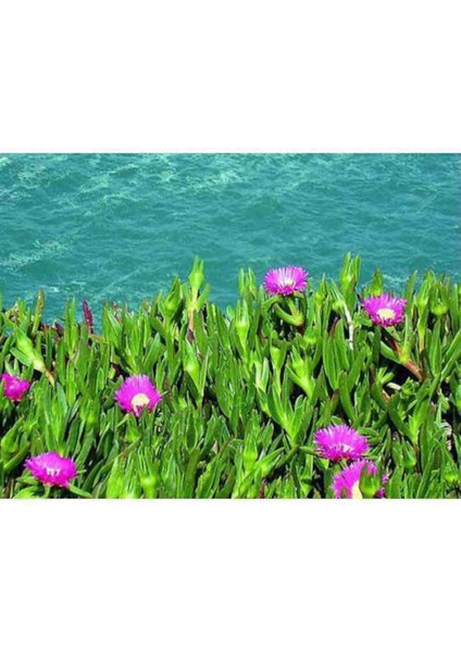 Kabir Için 2 Adet Kaz Ayağı Fidesi Mezarlık Çiçeği fiyatları