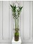 Belcebotanik Lucky Bamboo- Şans Bambusu Adet 100 cm 1