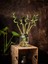 Belcebotanik Lucky Bamboo- Şans Bambusu Adet 100 cm 2