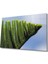 Yeşil Bitki Cam Tablo Green Plant 1