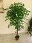 Yapay Benjamin Ağacı 6 Adet Beyaz Kuşlu 1.70 mt Boy Ficus Benjamia Doku Doğal Görünüm 1