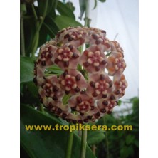 Antalya Tropikal Hoya Meliflua Ssp. Fraterna Mum Çiçeği 50 - 80 cm Boyda Orta Boy Güçlü Sürgünlü Saksıda Köklü Gelişmekte ( Kod: 41 )