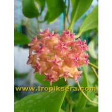 Antalya Tropikal Hoya Mindorensis Pinkish Orange - Kokulu Mum Çiçeği 10-20 cm Boyda Mini Saksıda Köklü Güçlü Sürgünlü ( Kod:New 88C)