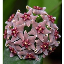 Antalya Tropikal Hoya Vitiensis - Kokulu Mum Çiçeği 30 - 50 cm Boyda, Saksıda Köklü ve Sürgünde ( Kod:New 113B)