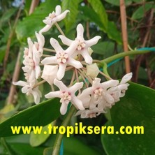 Antalya Tropikal Kokulu Mum Çiçeği (Hoya Australis) 150 - 200 cm Arası Boyda Tomurcuklu Anaç ( Kod:Mum 127XL)