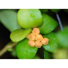 Antalya Tropikal Hoya Heuschkeliana ''yellow'' Mum Çiçeği. 20 - 30 cm Boyda Orta Boy, Güçlü Sürgünlü, Saksıda Köklü Gelişmekte ( Kod:Mum :36B)