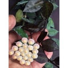 Antalya Tropikal Hoya Krohniana (Black Leaves) - Kokulu Mum Çiçeği 10-20 cm boyda, Toprak Da Köklü Çelik ( Kod:New 76A)