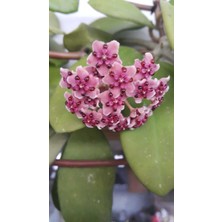 Antalya Tropikal Hoya Diversifolia. Kokulu Mum Çiçeği 10-20 cm Boyda Mini Saksıda Köklü Güçlü Sürgünlü ( Kod:Mum 10C)