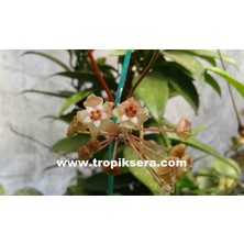 Antalya Tropikal Hoya Sp. Acuta (Rb-Mini) EPC-199 Very Attractive Compact Small Leaves) Kokulu Mum Çiçeği 10 - 30 cm Boyda Orta Boy, Güçlü Sürgünlü, Saksıda Köklü Gelişmekte (Kod: 55)