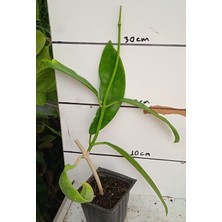 Antalya Tropikal Hoya Meliflua Ssp. Fraterna, Mum Çiçeği 10-20 cm Boyda Mini Saksıda Köklü Güçlü Sürgünlü ( Kod:Mum 41C)