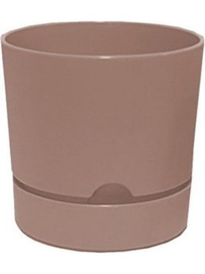 Viyalente Saksı Begonya 18 cm Krem