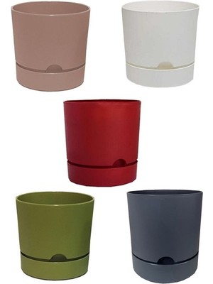 Viyalente 5 Adet Saksı Begonya 12 cm Renkli