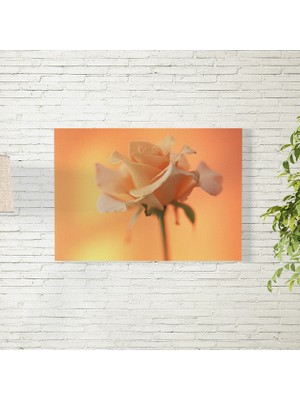 Reysa Tasarım Gül Posteri 35X50 cm