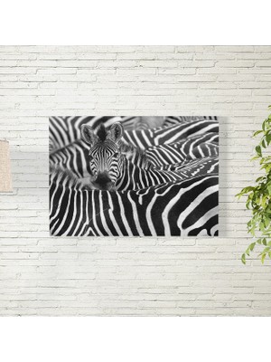 Reysa Tasarım Zebralar Poster 35X50 cm