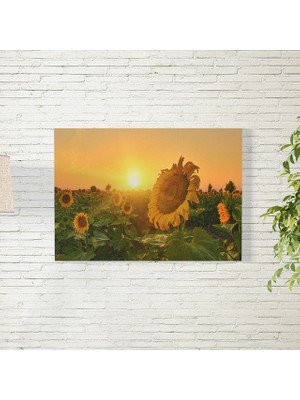 Reysa Tasarım Güneş Batma Temalı Ay Çiçeği Posteri 35X50 cm